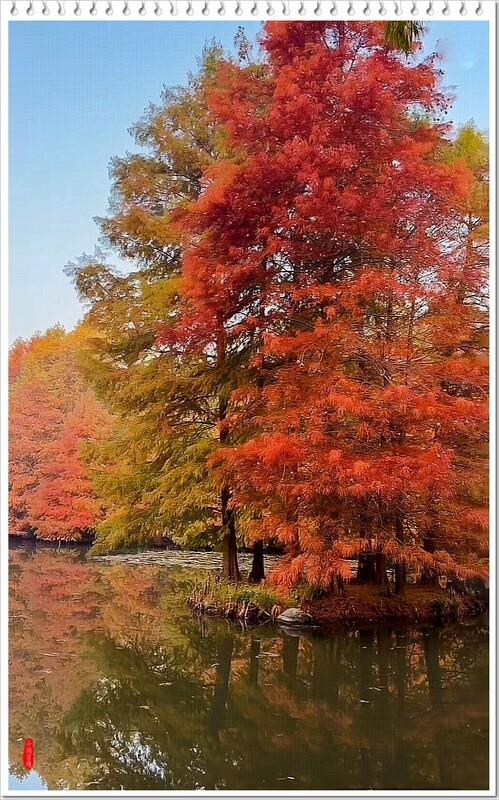 2025年-红杉树风光纪实抓拍-1104