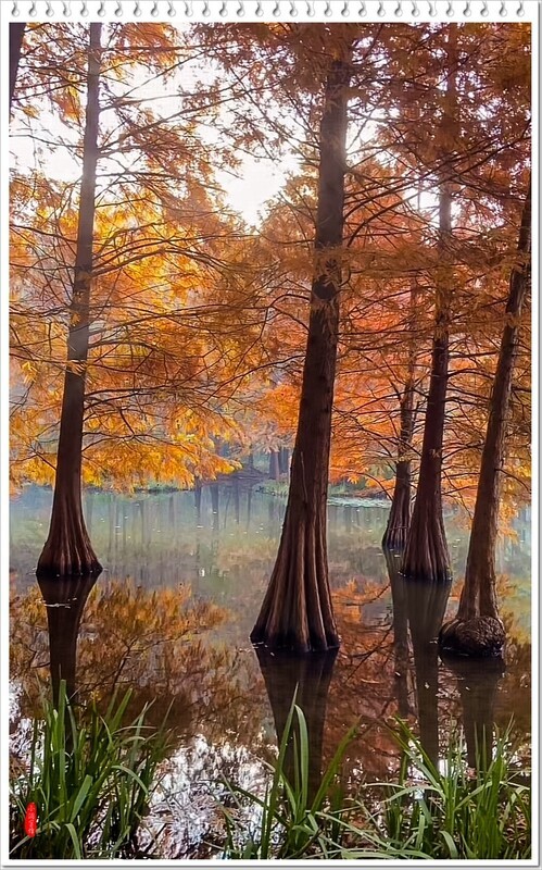 2025年-红杉树风光纪实抓拍-1104