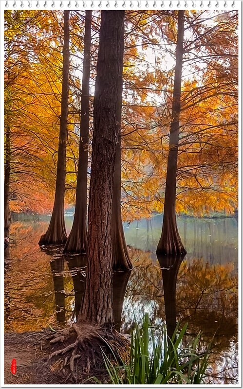 2025年-红杉树风光纪实抓拍-1104