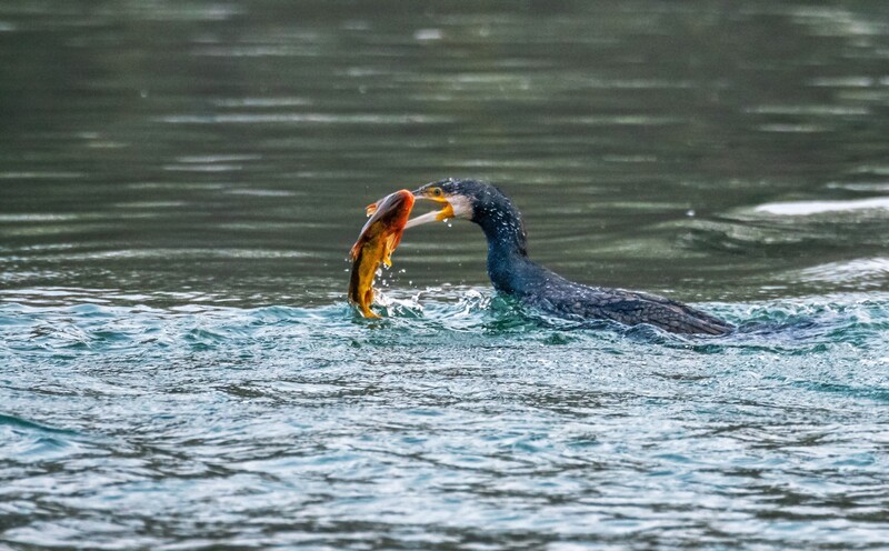 明湖鸬鹚（十七）