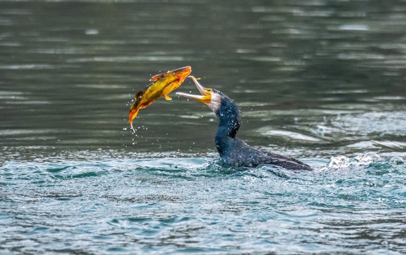 明湖鸬鹚（十七）