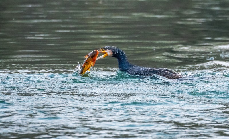 明湖鸬鹚（十七）