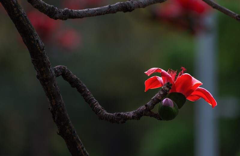 木棉花开
