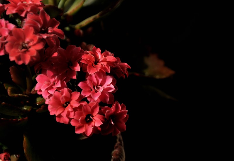 2026花卉植物赏析———长寿花【8】