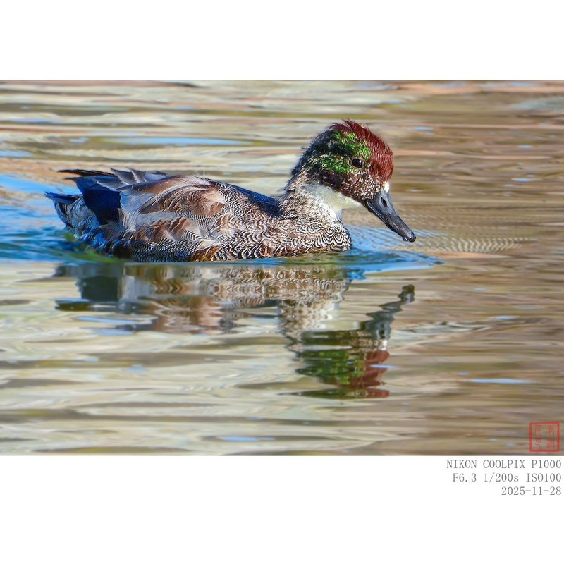 罗纹鸭的亚成鸟，头部色彩尚未完全形成。