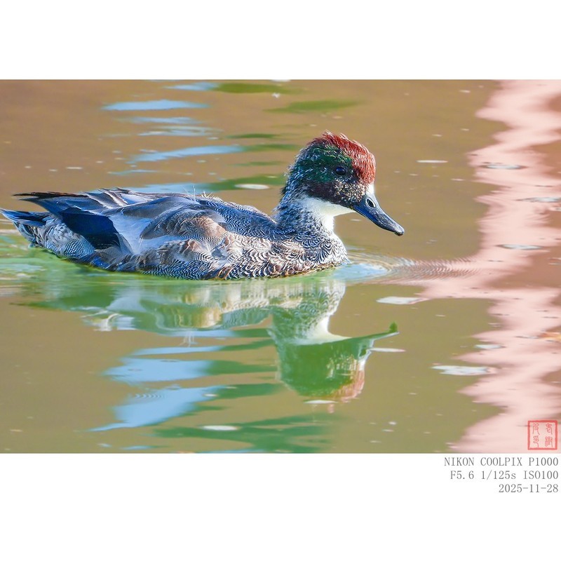 罗纹鸭的亚成鸟，头部色彩尚未完全形成。