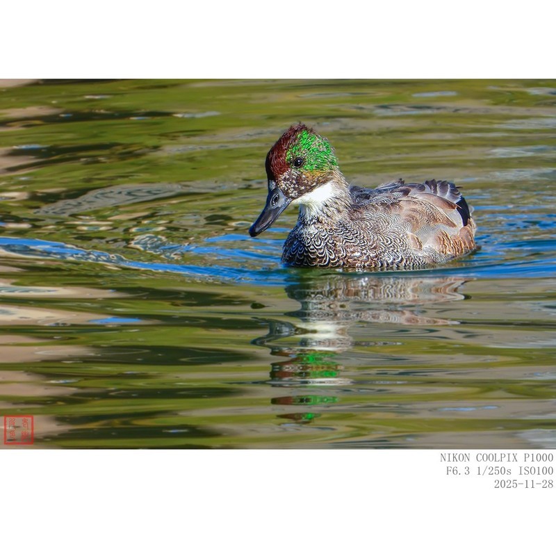 罗纹鸭的亚成鸟，头部色彩尚未完全形成。