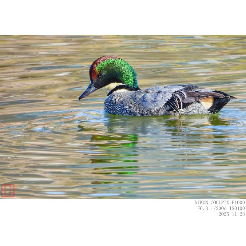 成年的雄罗纹鸭发色随光而变