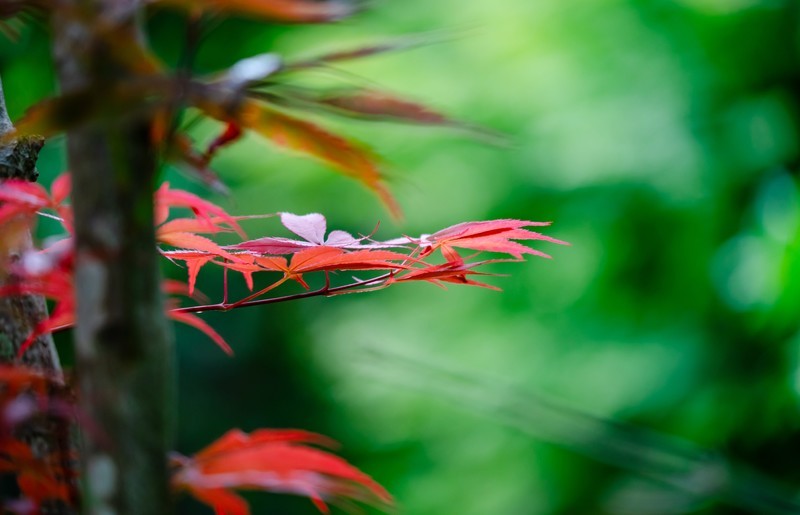 红枫