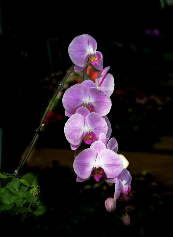 室内花卉（15）