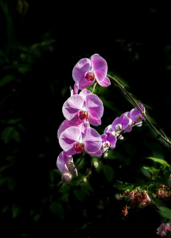 室内花卉（15）