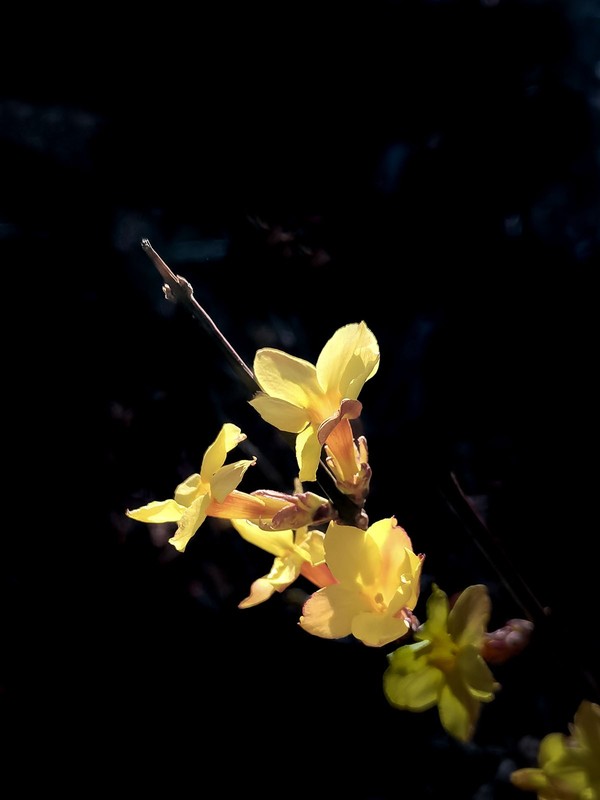 迎春花开（10）