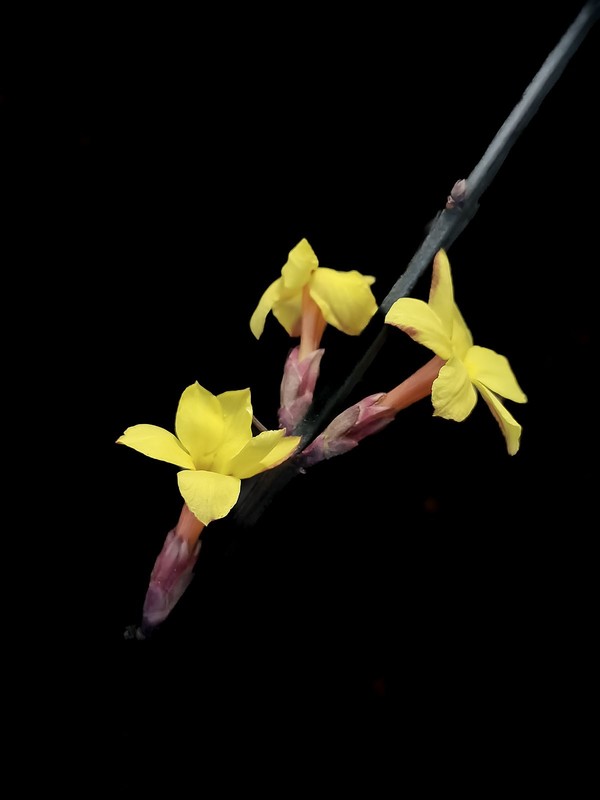 迎春花开（10）