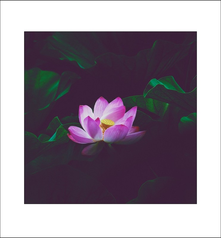 荷花2026