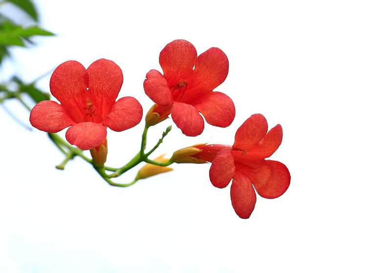 凌霄花