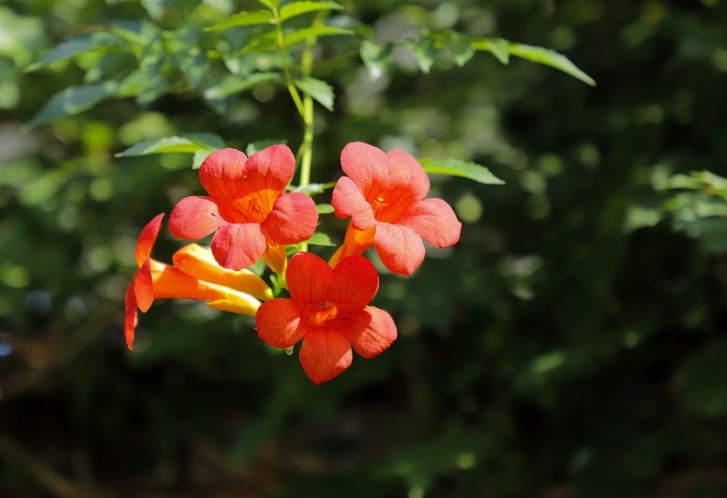 凌霄花