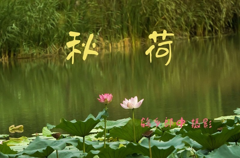 秋荷（7）