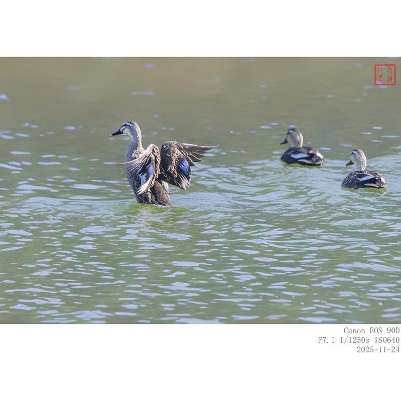 野鸭 2