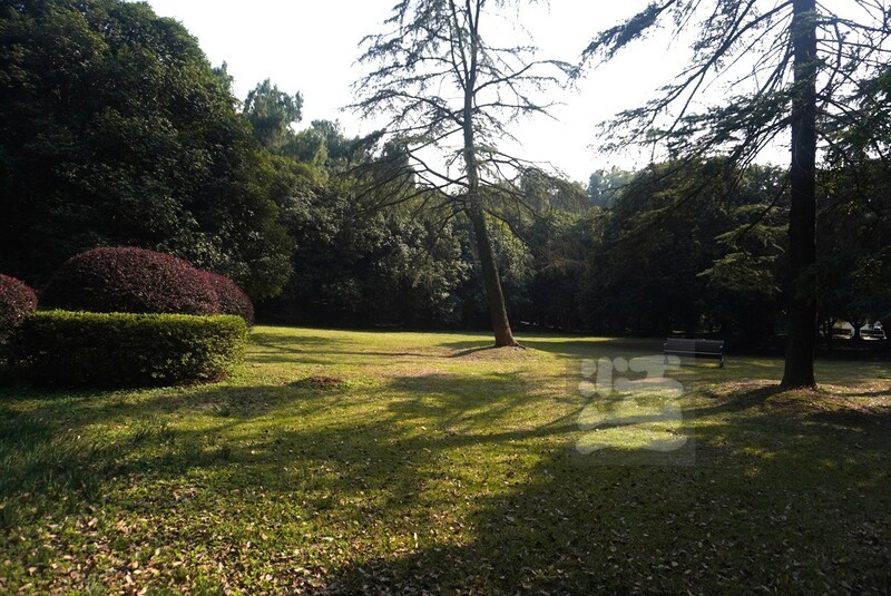 磨山友谊林3——武汉随笔