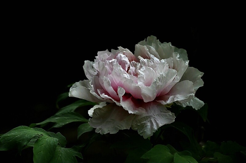 武汉植物园牡丹