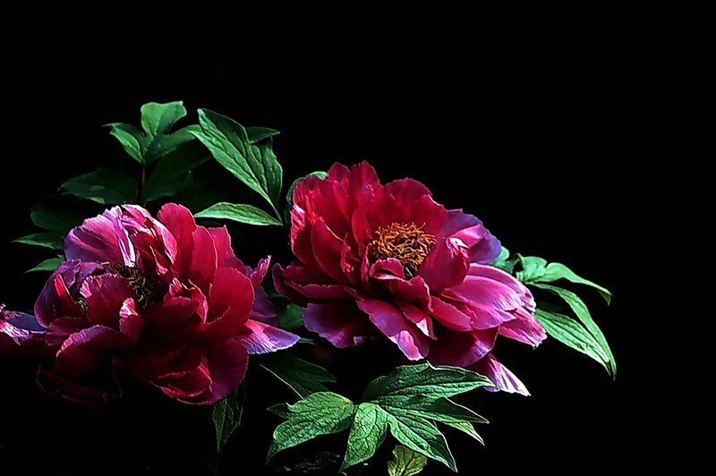 武汉植物园牡丹