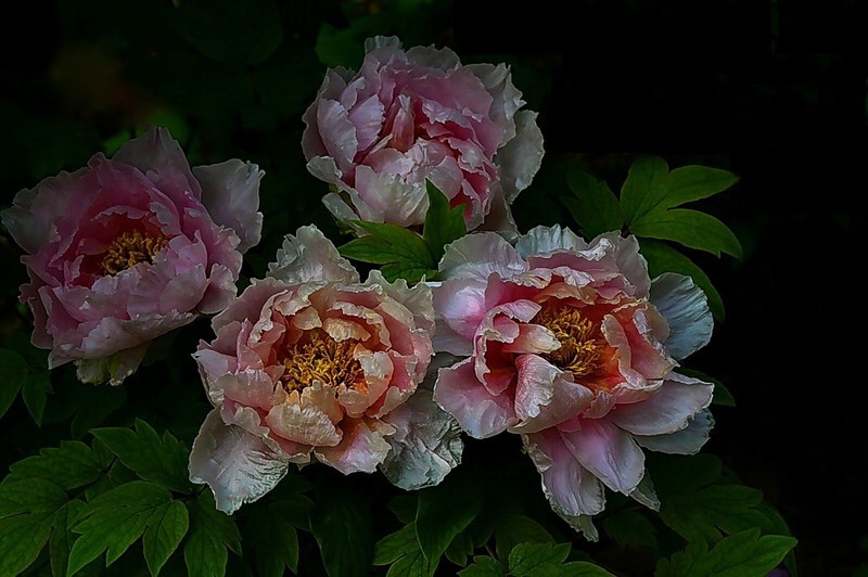 武汉植物园牡丹