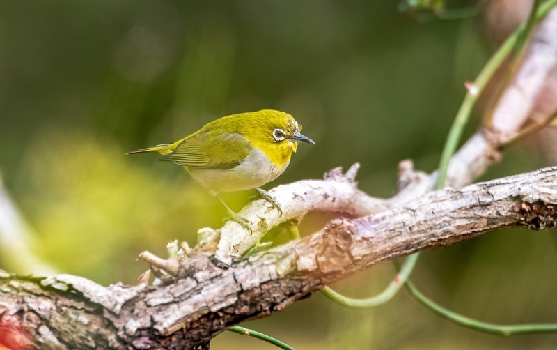 小绣眼（四十八）