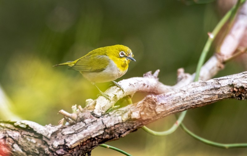 小绣眼（四十八）