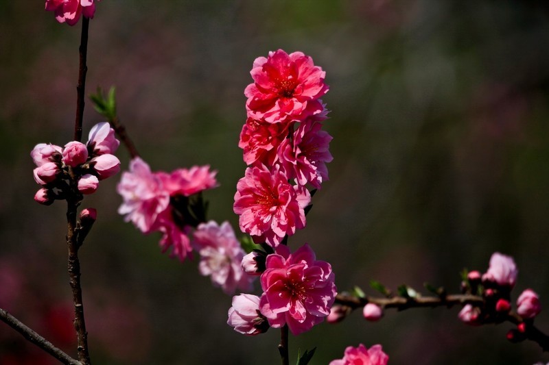 春天——盛开的桃花