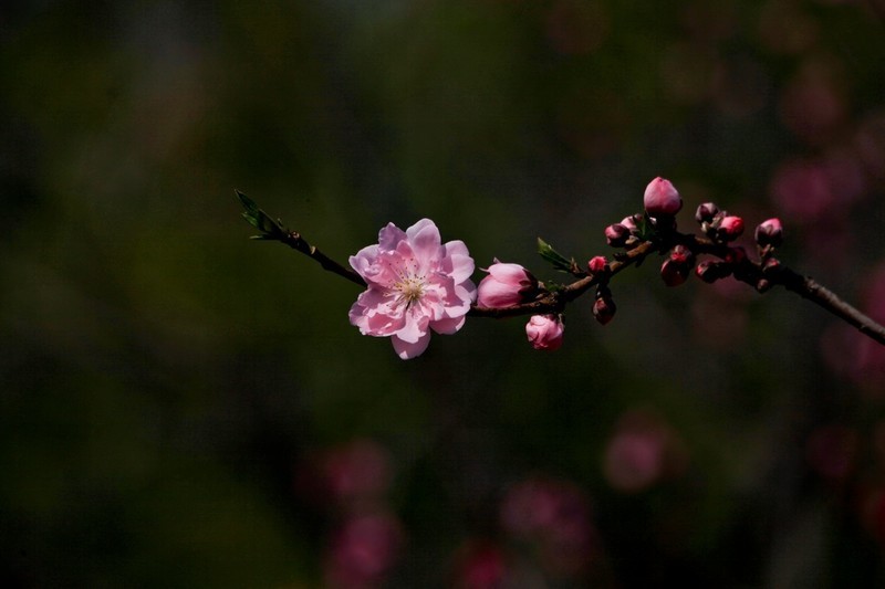春天——盛开的桃花