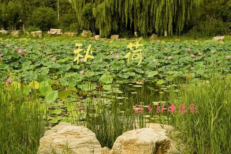 秋荷（8）