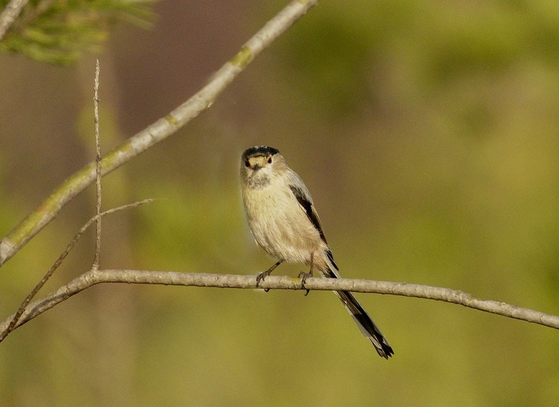银喉长尾山雀（2）