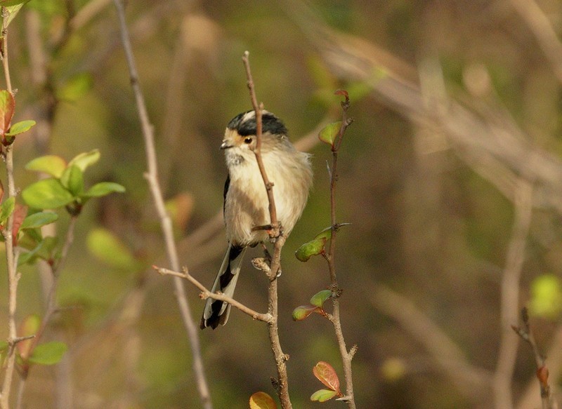 银喉长尾山雀（2）