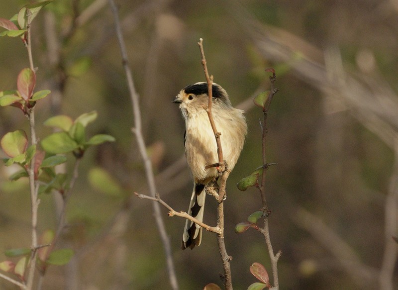 银喉长尾山雀（2）