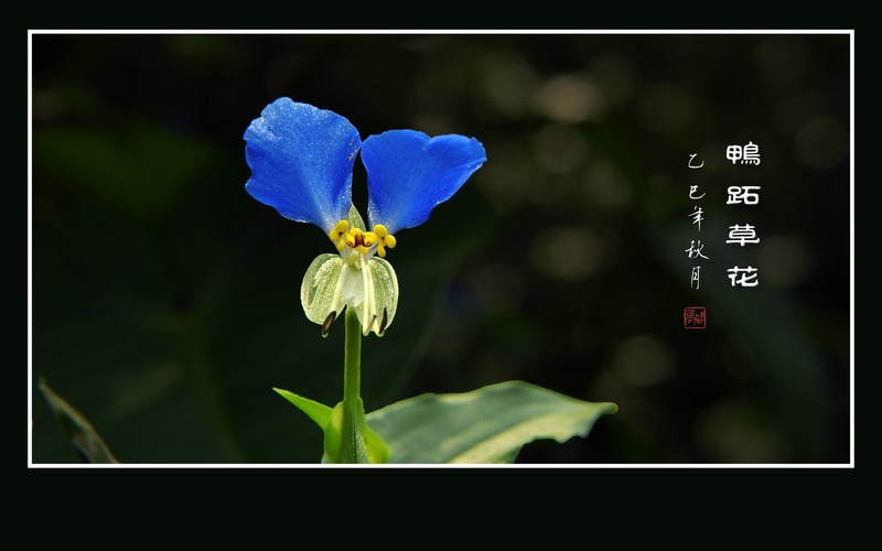 俏皮可爱的小野花-鸭跖草花