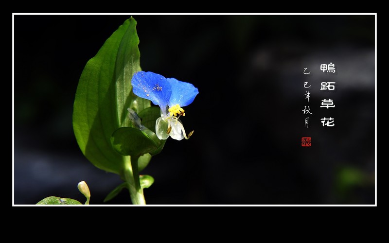 俏皮可爱的小野花-鸭跖草花