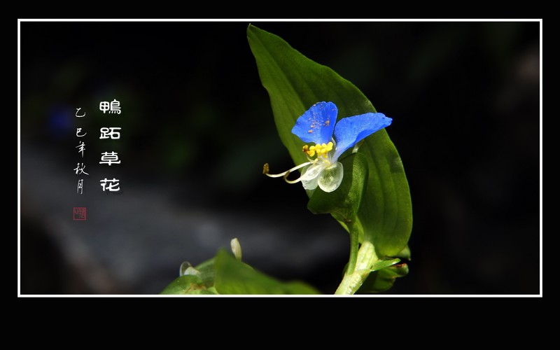 俏皮可爱的小野花-鸭跖草花