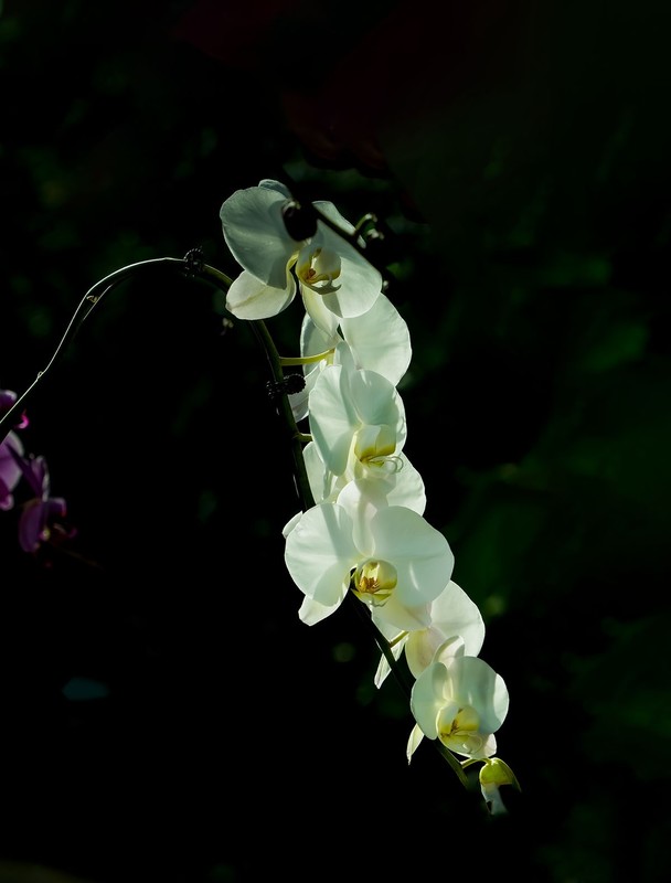 室内花卉（16）