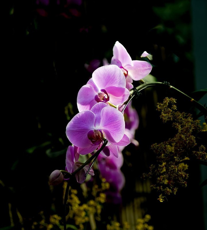 室内花卉（16）