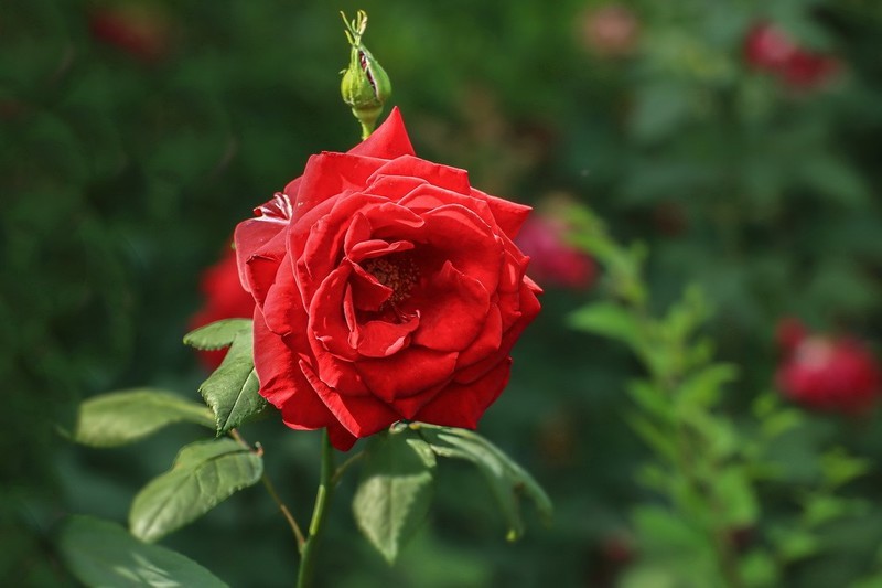 2026194月 季 花