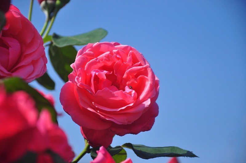 月季花开