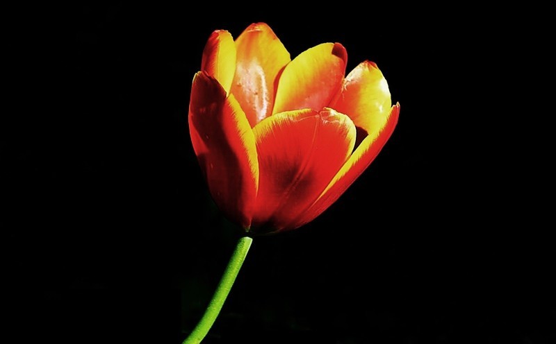 武汉植物园随拍