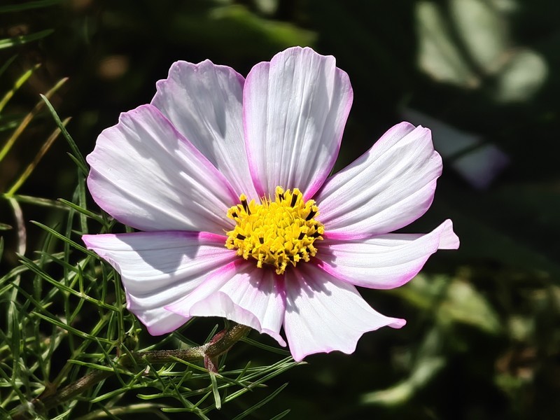 拍摄花卉一（910）