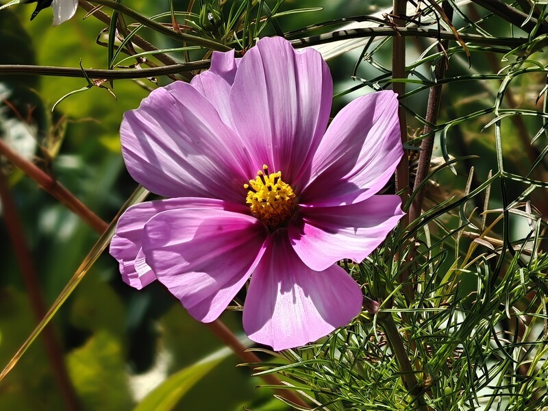 拍摄花卉一（910）