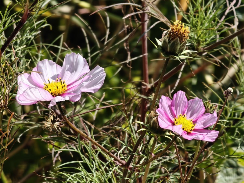 拍摄花卉一（910）