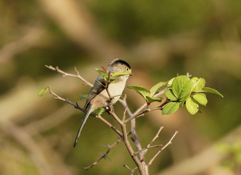 银喉长尾山雀（3）