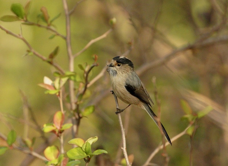 银喉长尾山雀（3）