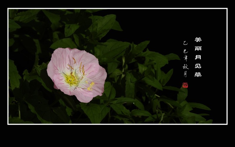 鲜艳美丽的美丽月见草花