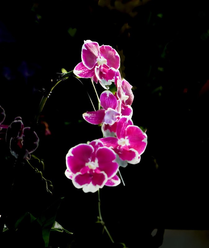 室内花卉（17）