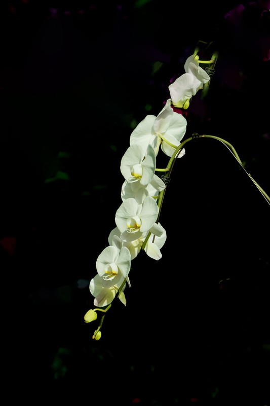 室内花卉（17）